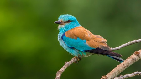 Európai szalakóta (Coracias garrulus) - mint a modelek